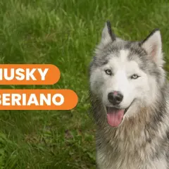 Un hermoso husky siberiano con ojos azules mira a la cámara, sentado en el césped verde.