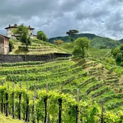 Colline del Prosecco: vigneti terrazzati e casali storici, un paesaggio mozzafiato da esplorare.