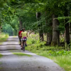 Dwie osoby na rowerach przemierzają malowniczą aleję, być może najdłuższą trasę rowerową w Polsce, wśród zieleni i kwitnących kwiatów.