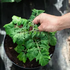 En hand petar på en tomatplanta i kruka, redo att tjuva tomater för att ge mer energi till fruktsättningen.