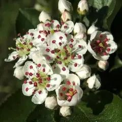 Jak kwitnie aronia? Poznaj piękne kwiaty i ich cykl rozwoju