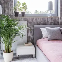 Zielona palma w donicy obok łóżka to idealne kwiaty do sypialni. W tle okno z roślinami i lampa.