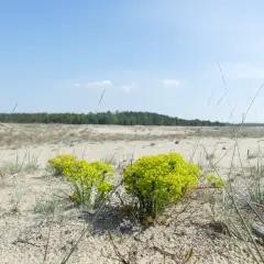 Pustynia Błędowska, z piaskiem i trawami, gdzie kwitną żółte wilczomierze.