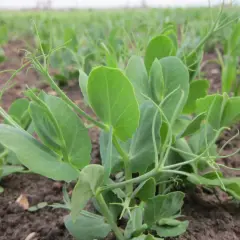 Groch kiedy siać - poznaj najlepszy czas na siew dla wyższych plonów