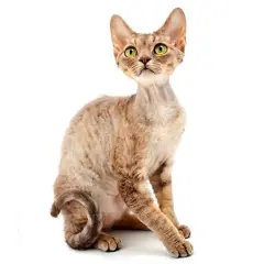 Rudy Devon Rex: Rzadki kolor, ognisty charakter czy to kot dla Ciebie?