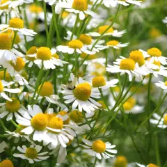 Ein Feld voller Kamillenblüten, bereit zum Anpflanzen. Die kleinen weißen Blüten mit gelben Zentren sind ein Zeichen für den Sommer.