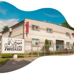Jak wygląda hotel dla psów? Odkryj komfort i bezpieczeństwo dla pupila