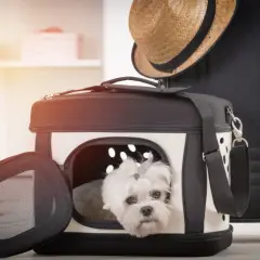 Un adorabile cagnolino bianco spunta da un marsupio per cani fai da te, pronto per un viaggio.