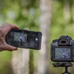Dłoń trzyma smartfon z widokiem na sowę, obok aparat Canon EOS 90D również kadruje to samo zwierzę.
