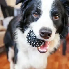 Border collie sierść czy włosy - zrozum różnice i pielęgnację