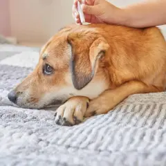 Un perro recibe tratamiento antiparasitario. Saber cada cuanto hay que desparasitar a los perros es clave para su salud.
