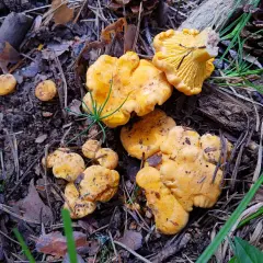 Cotos de setas amarillas en el suelo del bosque de Huesca, rodeados de hojas secas y agujas de pino.