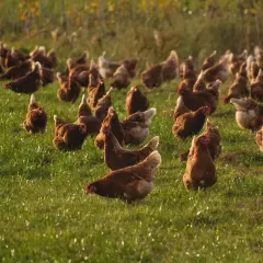 Hodowla kur niosek jak zacząć: kluczowe kroki do sukcesu w farmie