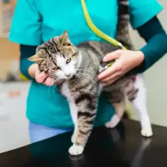 Weterynarz osłuchuje kota stetoskopem. Mruczek czeka na diagnozę, może potrzebuje nospa dla kota?