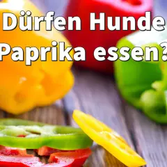 Bunte Paprika, rot, gelb und grün, liegen auf einem Holztisch. Die Frage "Dürfen Hunde Paprika essen?" ist groß geschrieben.