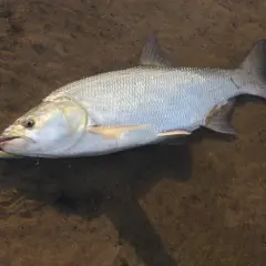 Srebrzysta ryba z przynętą w pysku leży na piaszczystym dnie. To piękne morskie ryby.
