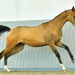 Złocisty akhal teke w ruchu, z czarną grzywą i ogonem, prezentuje swoją smukłą sylwetkę.