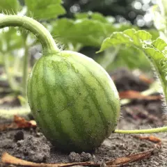 Kleine, grüne Wassermelone wächst am Boden. Man sieht, wie wachsen Wassermelonen: aus einem zarten Stiel mit feinen Härchen.