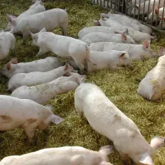 Un gruppo di maiali rosa riposa su un letto di paglia. Alcuni sono sdraiati, altri in piedi, tutti sembrano tranquilli.