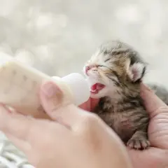 ¿Es buena la leche para los gatos? Lo que necesitas saber sobre su salud