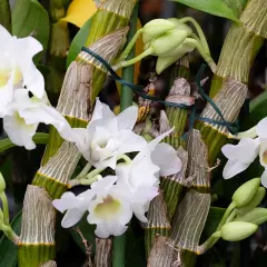 Orchidées bambou en pleine floraison, prêtes pour leur entretien. Les tiges vertes et les boutons floraux promettent une belle floraison.