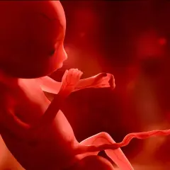 Płód w czerwonym świetle, z widocznymi naczyniami krwionośnymi. Może to być obraz przedstawiający hipotrofię, czyli niedostateczny rozwój.