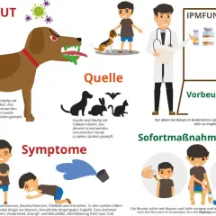 Tollwut-Symptome: Fieber, Aggressivität, Hydrophobie. Ein geimpfter Hund und ein Arzt mit Impfstoff zeigen Prävention.