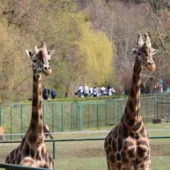 Dwie żyrafy pozują na tle zieleni, jakby zapraszały do odwiedzenia największego zoo w Polsce.