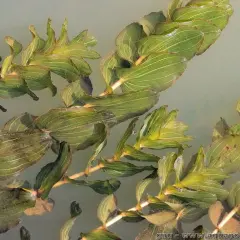 Plantes aquatiques vertes, feuilles ovales et nervurées du Potamogeton perfoliatus flottant à la surface de l'eau claire.