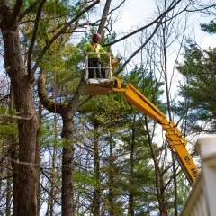 Arborist in a cherry picker demonstrates how to cut down a tree safely, using ropes and equipment.