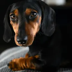 Un teckel de pelo corto, con su característico cuerpo alargado y patas cortas, mira atentamente. Hay varios tipos de teckel, pero este es un ejemplo clásico.