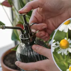 Opryskiwanie rośliny wodą z dodatkiem rumianku, by pozbyć się ziemiórek.