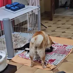 Un chien curieux renifle un chaton noir et blanc près d'une **cage métallique**.