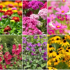 Familiada: Jakie kwiaty Polacy najczęściej sadzą w ogrodzie?