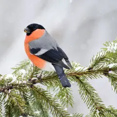 Ein Kernbeißer mit leuchtend orangefarbener Brust sitzt auf einem schneebedeckten Tannenzweig. Ein schönes Motiv, um einen Vogel zu bestimmen.