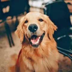 Uśmiechnięty golden retriever, jak pies przeprasza po psocie. Wesołe spojrzenie i otwarty pyszczek.