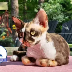 Devon Rex hodowla: Jak wybrać odpowiedzialnego hodowcę?