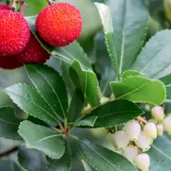 Arbousier en hauteur, ses fruits rouges texturés et ses grappes de fleurs blanches en clochettes.