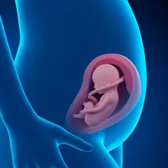 Feto di 16 settimane in utero, un piccolo essere che cresce e si sviluppa, protetto e nutrito.