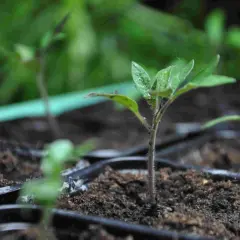 Små tomatplantor med ludna stjälkar växer i svarta krukor, redo att planteras ut.