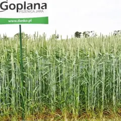 Pole pszenicy jarej ościstej odmiany Goplana. Zboże w fazie kłoszenia, zielone łodygi i liście.