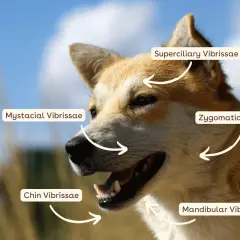 A dog's face, showing why dogs have whiskers: mystacial, zygomatic, superciliary, and chin vibrissae.