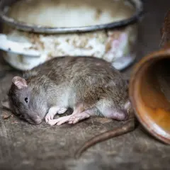 Un rongeur, peut-être un rat, gît seul sur un sol en bois, près d'une vieille marmite et d'une jarre en terre cuite. L'isolation de son habitat semble compromise.