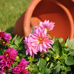 Piękne, różowe dalie w donicach, obok przewróconej pomarańczowej doniczki.
