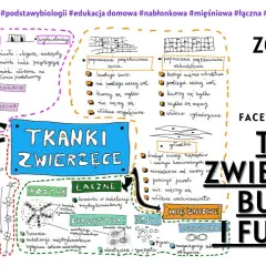 Jakie są tkanki roślinne? Kluczowe informacje o ich funkcjach i rodzajach