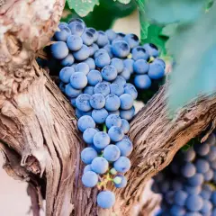 Reife blaue Trauben hängen an einem alten Rebstock. Diese Trauben sind die Grundlage für die besten Pomerol-Weine.