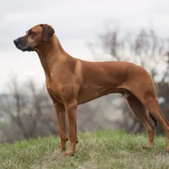 En ståtlig Rhodesian Ridgeback står på en grön äng. Kanske redo för avmaskning hund Norge, eller bara njuter av naturen.