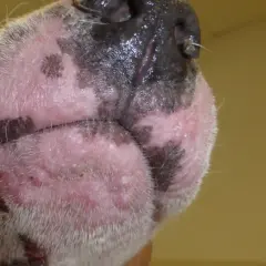 Primer plano de la cara de un perro con piel irritada y enrojecida, posiblemente por una alergia al pelo de perro.