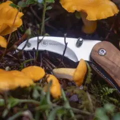 En svamp guide med en kniv bland kantareller i skogen.