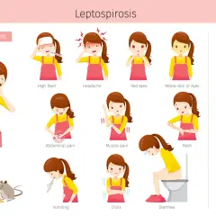 Illustrations montrant les symptômes de la leptospirose : fièvre, maux de tête, yeux rouges, peau jaune, douleurs abdominales, musculaires, éruptions cutanées, vomissements, frissons, diarrhée.